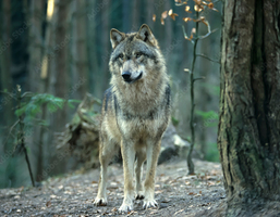 conference-loup